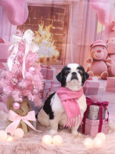 20241225大福くん